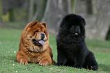 CHOW CHOW 741